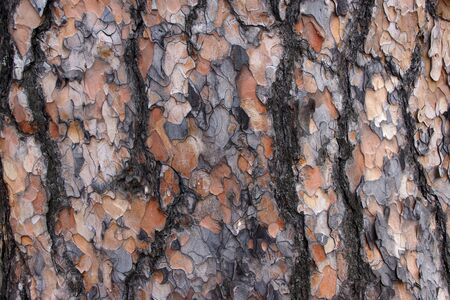 The texture of the bark of a natural tree.の写真素材