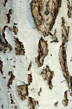 Birch bark wooden background. Close-up of birch bark. The texture of the bark of a natural tree.の写真素材