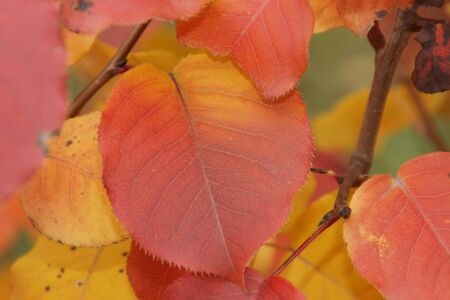 Colors of autumn create a bright background and a great moodの写真素材
