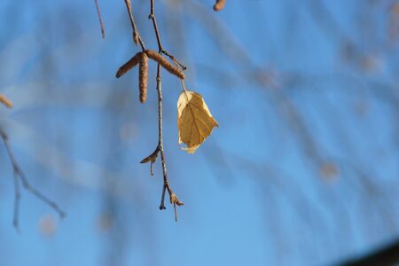 Thin twig of birch with catkins on a background of blue sky.の写真素材