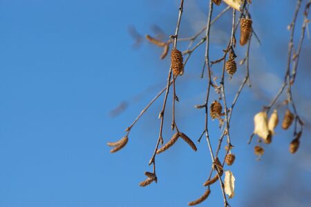 Thin twig of birch with catkins on a background of blue sky.の写真素材