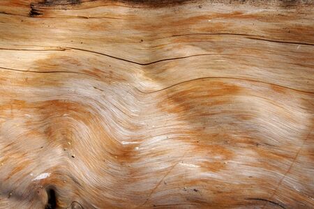 Beige and yellow background, texture of peeled tree bark.の写真素材
