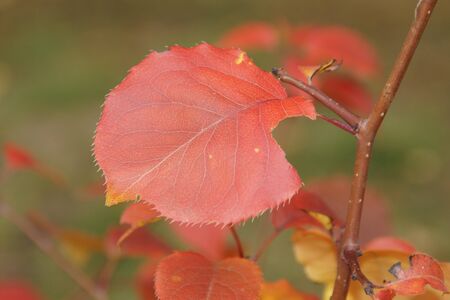 Colors of autumn create a bright background and a great moodの写真素材