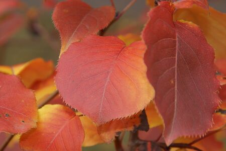 Colors of autumn create a bright background and a great moodの写真素材