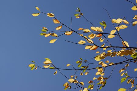 A sprig with the last autumn leaves against a bright blue sky.の写真素材