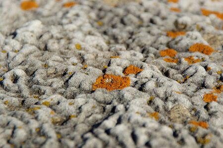 Gray stone embossed with an abstract pattern, covered with orange lichen.の写真素材