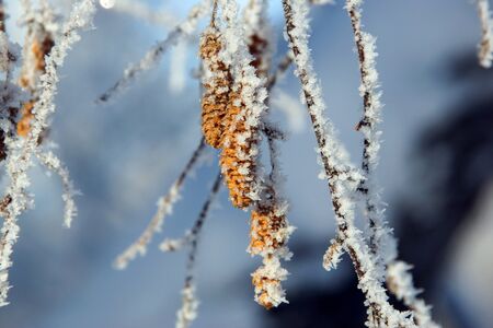 Thin twig of birch with catkins on a background of blue sky.の写真素材