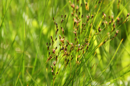 green background with ears of spring herbsの写真素材