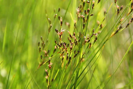 green background with ears of spring herbsの写真素材