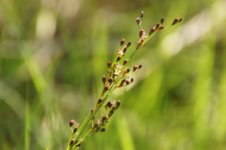 green background with ears of spring herbsの写真素材