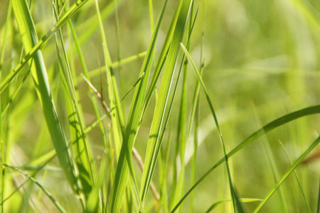 green background with ears of spring herbsの写真素材