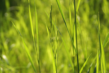 green background with ears of spring herbsの写真素材