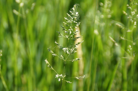 green background with ears of spring herbsの写真素材