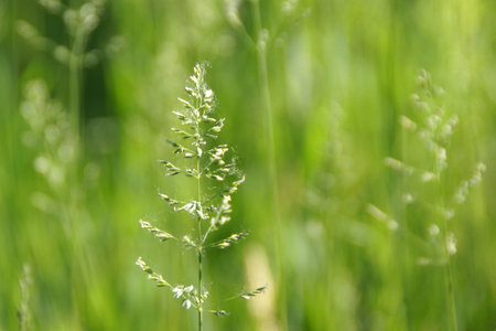 green background with ears of spring herbsの写真素材