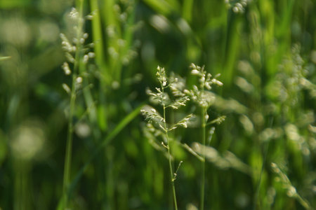 green background with ears of spring herbsの写真素材