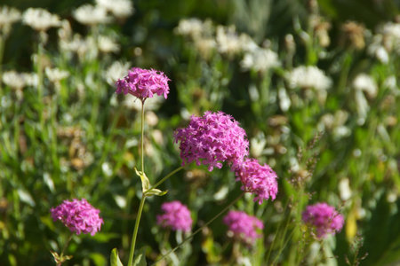 green background with ears of spring herbs