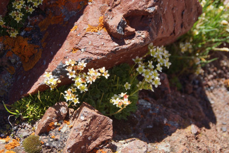 Amazing flowers grow on rocks among stones close-up. Rich vegetation of the highlands. Mountain flora. Detailed natural background with copy space. Beautiful nature. Beautiful plants.の写真素材