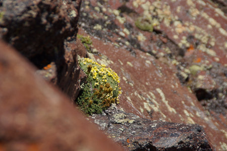 Amazing flowers grow on rocks among stones close-up. Rich vegetation of the highlands. Mountain flora. Detailed natural background with copy space. Beautiful nature. Beautiful plants.の写真素材