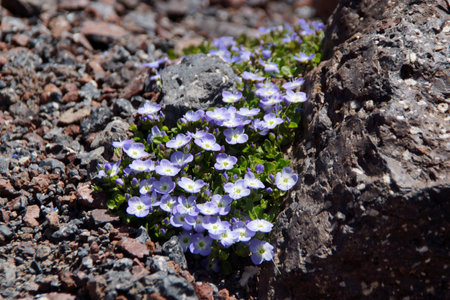 Amazing flowers grow on rocks among stones close-up. Rich vegetation of the highlands. Mountain flora. Detailed natural background with copy space. Beautiful nature. Beautiful plants.の写真素材