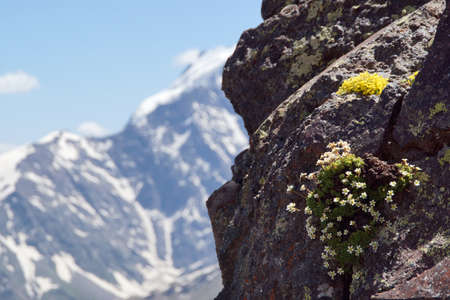 Amazing flowers grow on rocks among stones close-up. Rich vegetation of the highlands. Mountain flora. Detailed natural background with copy space. Beautiful nature. Beautiful plants.の写真素材