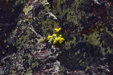 Amazing flowers grow on rocks among stones close-up. Rich vegetation of the highlands. Mountain flora. Detailed natural background with copy space. Beautiful nature. Beautiful plants.の写真素材
