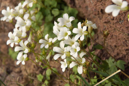 Amazing flowers grow on rocks among stones close-up. Rich vegetation of the highlands. Mountain flora. Detailed natural background with copy space. Beautiful nature. Beautiful plants.の写真素材
