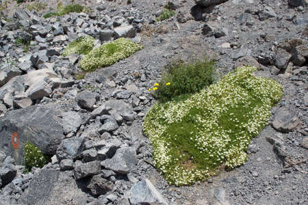 Amazing flowers grow on rocks among stones close-up. Rich vegetation of the highlands. Mountain flora. Detailed natural background with copy space. Beautiful nature. Beautiful plants.の写真素材