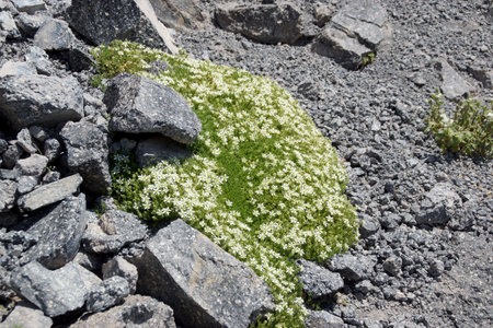 Amazing flowers grow on rocks among stones close-up. Rich vegetation of the highlands. Mountain flora. Detailed natural background with copy space. Beautiful nature. Beautiful plants.の写真素材
