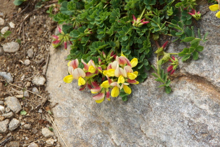 Amazing flowers grow on rocks among stones close-up. Rich vegetation of the highlands. Mountain flora. Detailed natural background with copy space. Beautiful nature. Beautiful plants.の写真素材