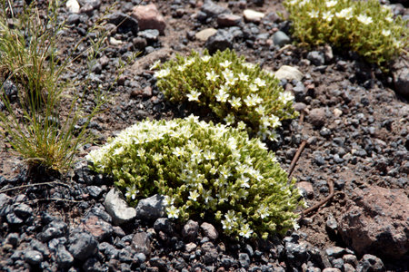 Amazing flowers grow on rocks among stones close-up. Rich vegetation of the highlands. Mountain flora. Detailed natural background with copy space. Beautiful nature. Beautiful plants.の写真素材