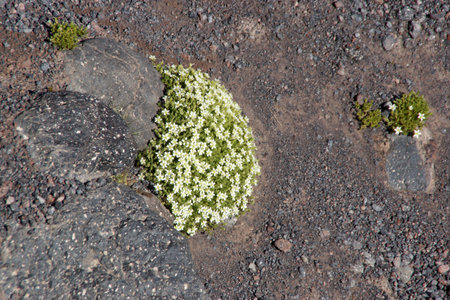Amazing flowers grow on rocks among stones close-up. Rich vegetation of the highlands. Mountain flora. Detailed natural background with copy space. Beautiful nature. Beautiful plants.の写真素材