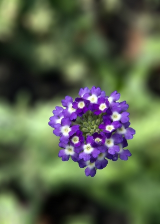 Verbena violet colored  Flowers on a green background の写真素材