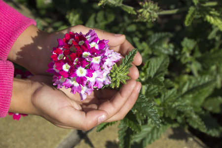 Verbena crimson color in the hands of a child  Flowers on a green background 