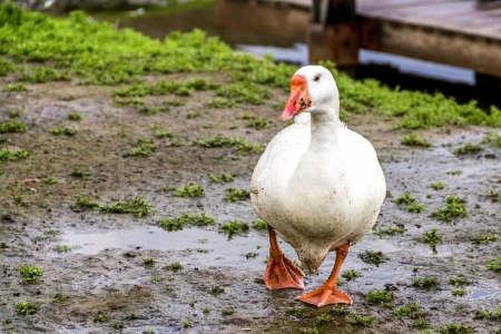 White Goose after the rain comesの写真素材