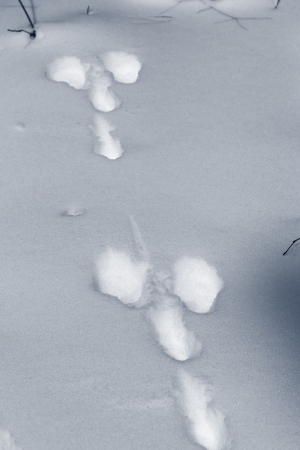 Traces of a hare on a snowの写真素材