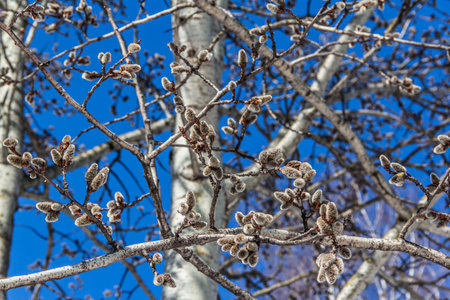 Willow branches close-upの写真素材