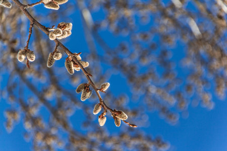Willow branches close-up