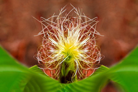 Corn - a female inflorescence of corn close-up.