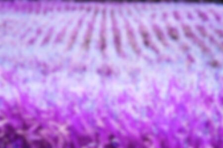 Colorful background wallpaper lavender art design.の写真素材