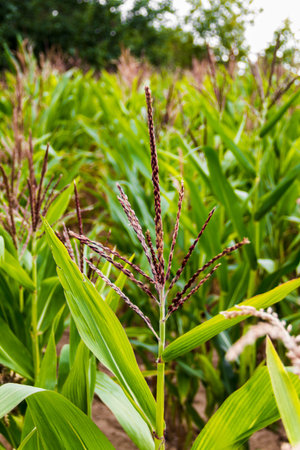 Corn field on a summer day. Growing corn. Vertical photo. Close-up.