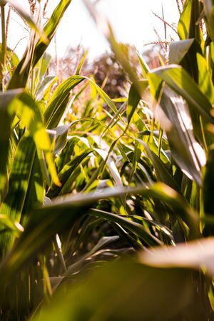 Leaves of corn in the daylight.の写真素材