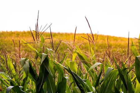 Corn on the field on a sunny day. Horizontal photo.の写真素材