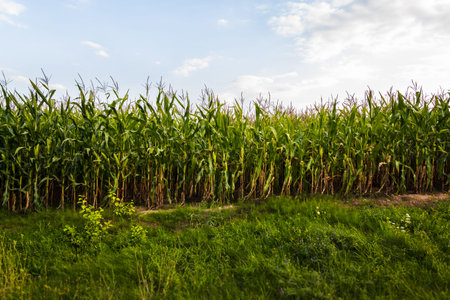 Corn field on a summer day. Horizontal photo. Overall plan.
