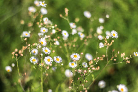 Wild chamomile flowers on a field. Shallow depth of field.の写真素材