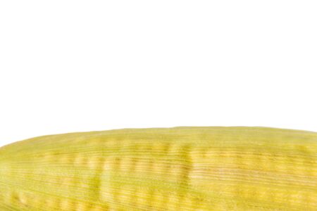 Ripe grains of corn on the cob on a white background. Closeup isolated macro with place for text.の写真素材