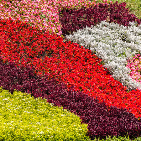 Beautiful urban flower garden close-up.