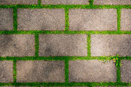 Gray paving slabs in green grass on a sunny day. Flat lay.の写真素材