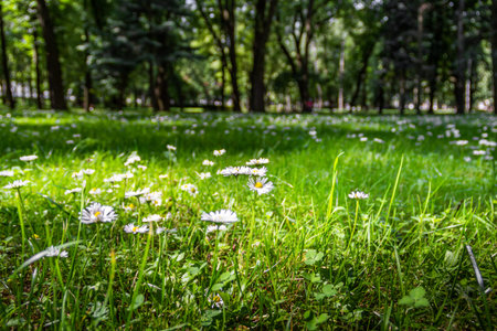 Green glade with daisy flowers in a city, European park. Horizontal shot with shallow depth of field.の写真素材