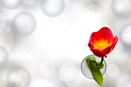 A red tulip with a green leaf stands in a glass. Medium shot. Shooting from above. Background photo...