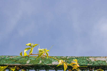 Decorative grapes on the fence in summer. Blue background. Horizontal frame with place for text.の写真素材